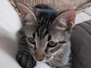 Gato raça SRD-ViraLata idade 2 a 6 meses nome Simba 