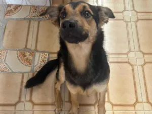 Cachorro raça SRD-ViraLata idade 7 a 11 meses nome Peter