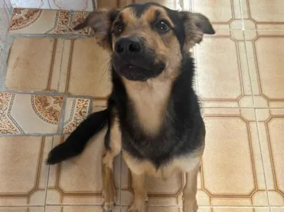 Cachorro raça SRD-ViraLata idade 7 a 11 meses nome Peter