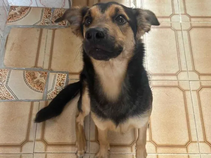 Cachorro raça SRD-ViraLata idade 7 a 11 meses nome Peter