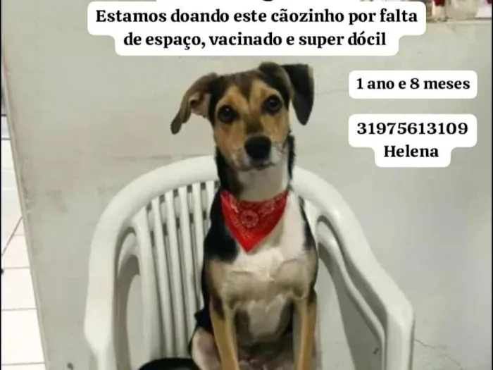 Cachorro raça SRD-ViraLata idade 1 ano nome Bingo 