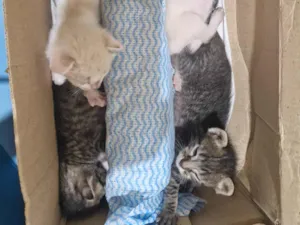 Gato raça SRD-ViraLata idade Abaixo de 2 meses nome Lola, Leo, Pietro, Pita