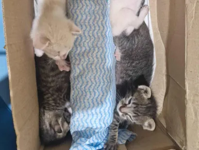 Gato raça SRD-ViraLata idade Abaixo de 2 meses nome Lola, Leo, Pietro, Pita