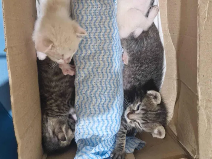 Gato raça SRD-ViraLata idade Abaixo de 2 meses nome Lola, Leo, Pietro, Pita