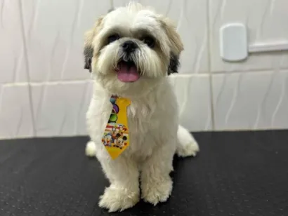 Cachorro raça Shitzu idade 4 anos nome LUKE