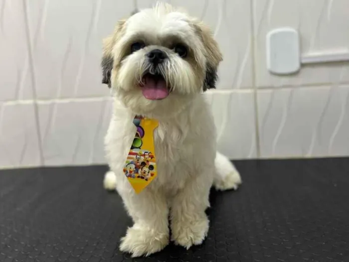 Cachorro raça Shitzu idade 4 anos nome LUKE