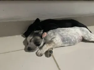 Cachorro raça SRD-ViraLata idade Abaixo de 2 meses nome Hanna e Jake