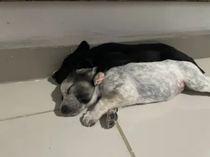 Cachorro raça SRD-ViraLata idade Abaixo de 2 meses nome Hanna e Jake