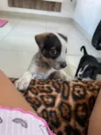 Cachorro raça SRD-ViraLata idade Abaixo de 2 meses nome Hanna e Jake