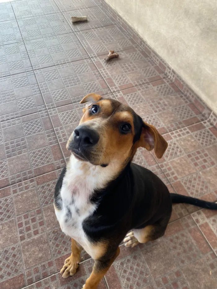 Cachorro raça SRD-ViraLata idade 7 a 11 meses nome Tobi