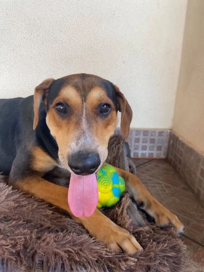 Cachorro raça SRD-ViraLata idade 7 a 11 meses nome Tobi