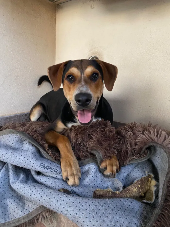 Cachorro raça SRD-ViraLata idade 7 a 11 meses nome Tobi