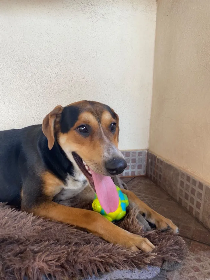 Cachorro raça SRD-ViraLata idade 7 a 11 meses nome Tobi