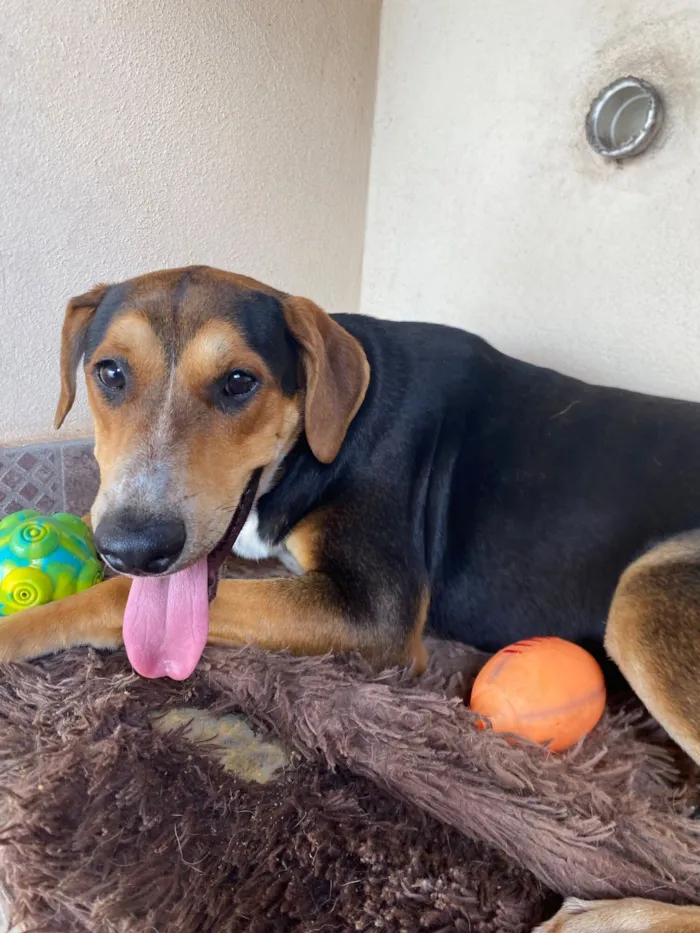 Cachorro raça SRD-ViraLata idade 7 a 11 meses nome Tobi