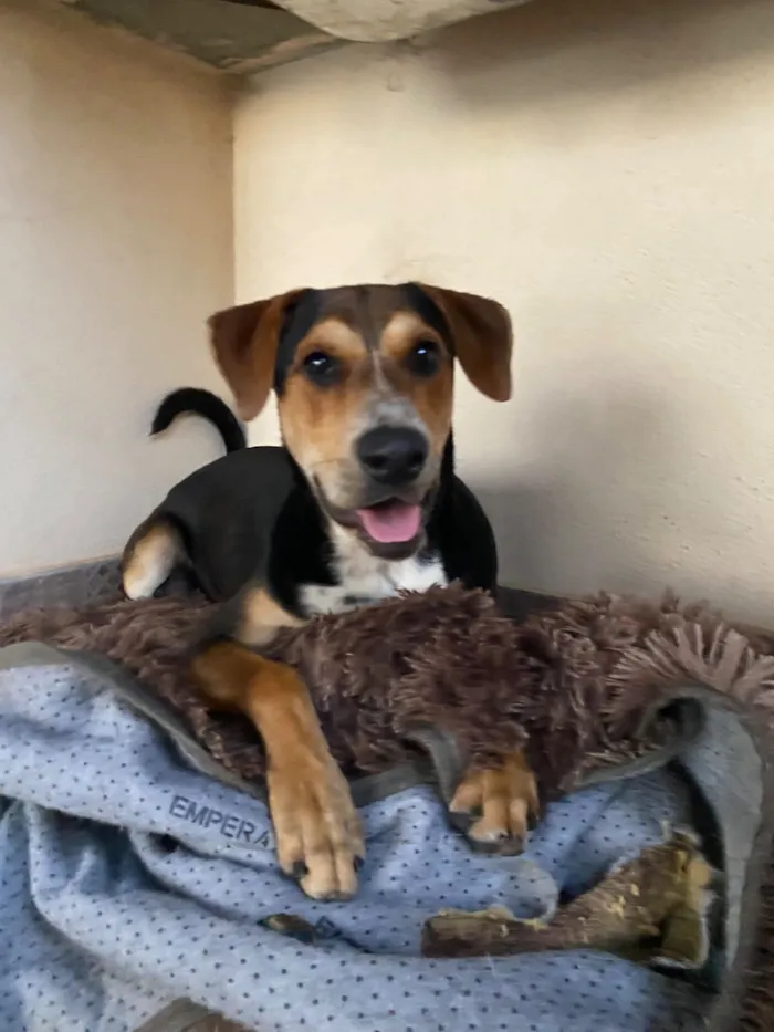 Cachorro raça SRD-ViraLata idade 7 a 11 meses nome Tobi