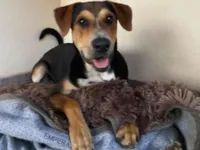 Cachorro raça SRD-ViraLata idade 7 a 11 meses nome Tobi