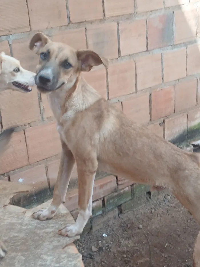 Cachorro raça SRD-ViraLata idade 7 a 11 meses nome Bruce 
