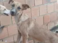 Cachorro raça SRD-ViraLata idade 7 a 11 meses nome Bruce 