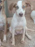 Cachorro raça SRD-ViraLata idade 7 a 11 meses nome Zaya