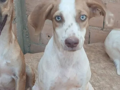 Cachorro raça SRD-ViraLata idade 7 a 11 meses nome Zaya