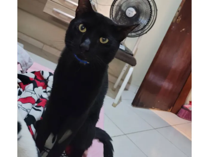 Gato raça SRD-ViraLata idade 2 anos nome Luke