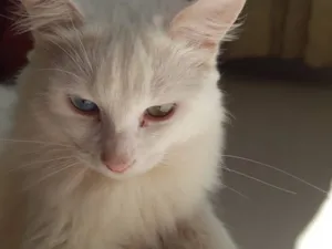 Gato raça SRD-ViraLata idade 1 ano nome Lysandre 