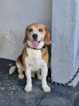 Cachorro raça Beagle idade 6 ou mais anos nome Andy