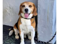 Cachorro raça Beagle idade 6 ou mais anos nome Andy