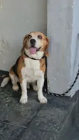 Cachorro raça Beagle idade 6 ou mais anos nome Andy