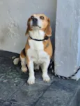 Cachorro raça Beagle idade 6 ou mais anos nome Andy