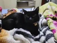 Gato raça SRD-ViraLata idade 2 anos nome Nina