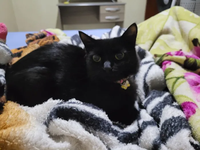 Gato raça SRD-ViraLata idade 2 anos nome Nina