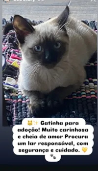 Gato raça SRD-ViraLata idade 2 a 6 meses nome Não tem nome ainda