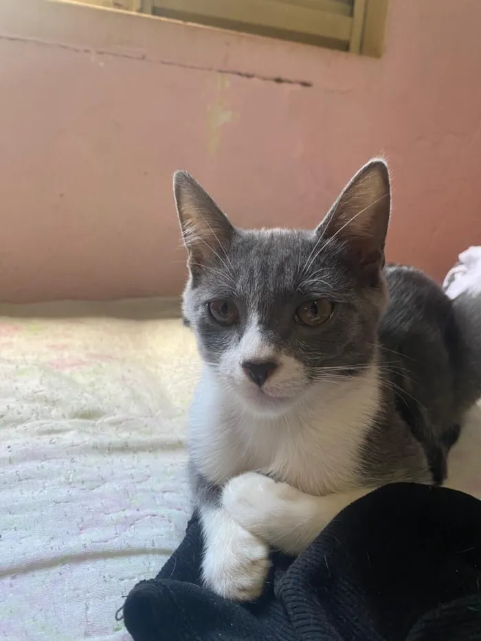 Gato raça SRD-ViraLata idade 2 a 6 meses nome Manteiga