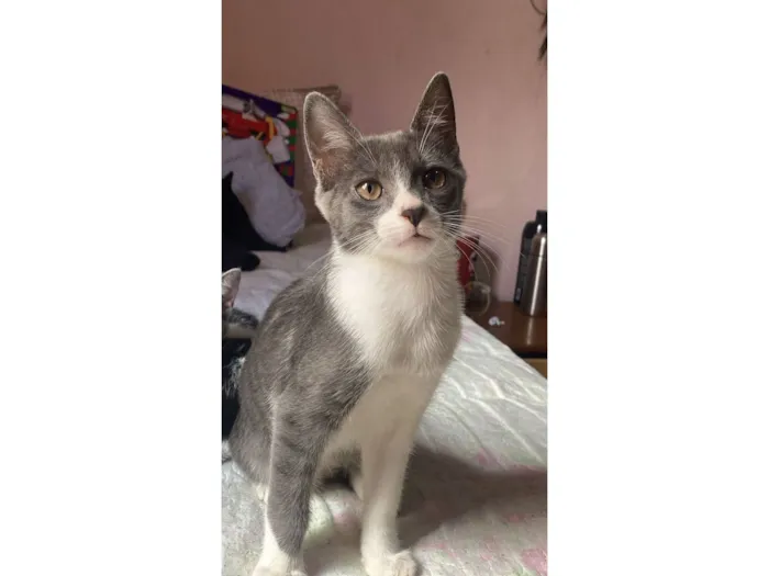 Gato raça SRD-ViraLata idade 2 a 6 meses nome Manteiga