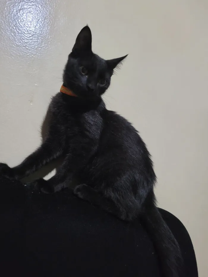 Gato raça SRD-ViraLata idade 1 ano nome Pitoco