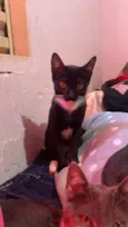 Gato raça SRD-ViraLata idade 2 a 6 meses nome Ninja