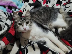 Gato raça SRD-ViraLata idade 1 ano nome Nala