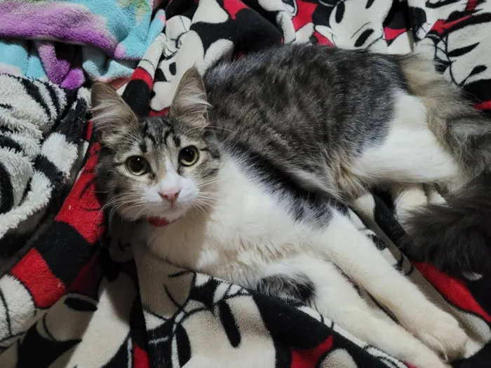 Gato raça SRD-ViraLata idade 1 ano nome Nala