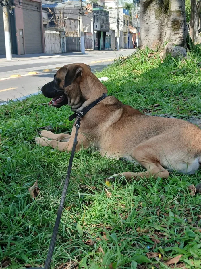 Cachorro raça SRD-ViraLata idade 2 a 6 meses nome Balu
