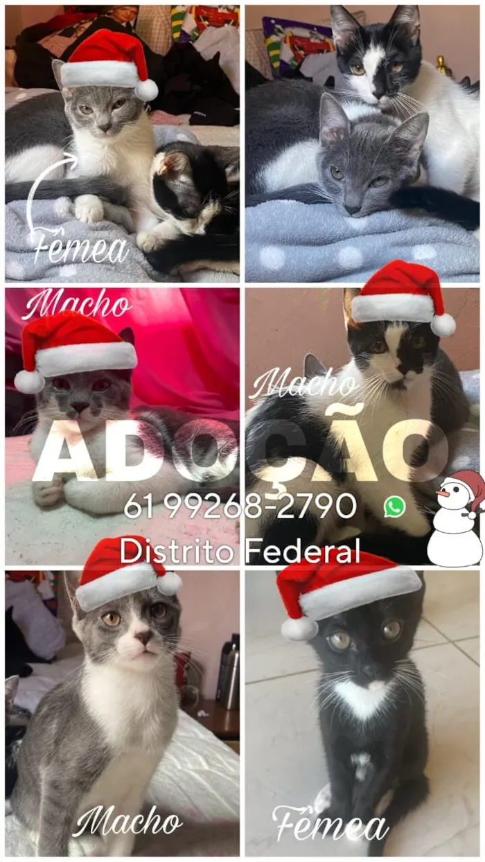 Gato raça SRD-ViraLata idade 2 a 6 meses nome Rambo