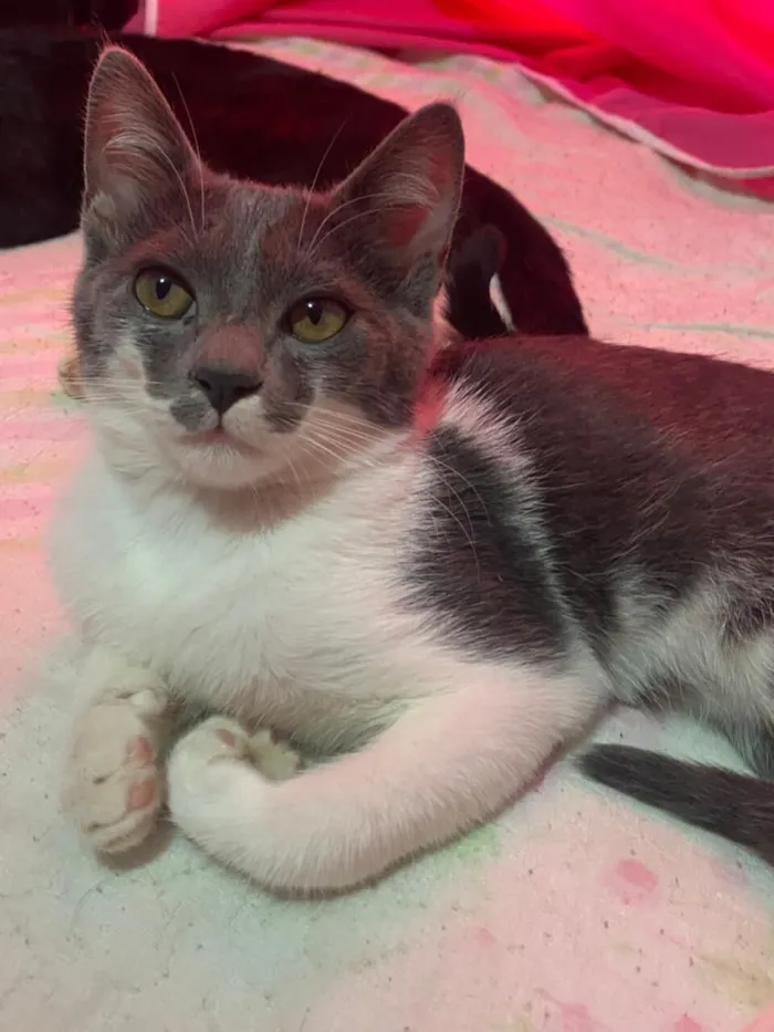 Gato raça SRD-ViraLata idade 2 a 6 meses nome Rambo