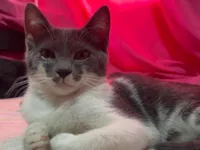 Gato raça SRD-ViraLata idade 2 a 6 meses nome Rambo