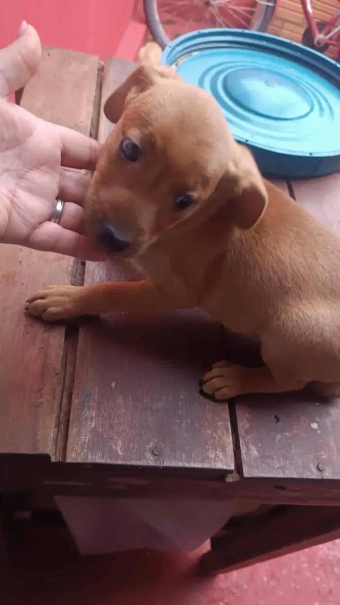 Cachorro raça SRD-ViraLata idade 2 a 6 meses nome Sem nome