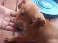 Cachorro raça SRD-ViraLata idade 2 a 6 meses nome Sem nome