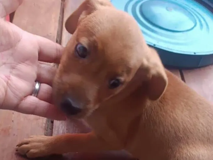 Cachorro raça SRD-ViraLata idade 2 a 6 meses nome Sem nome