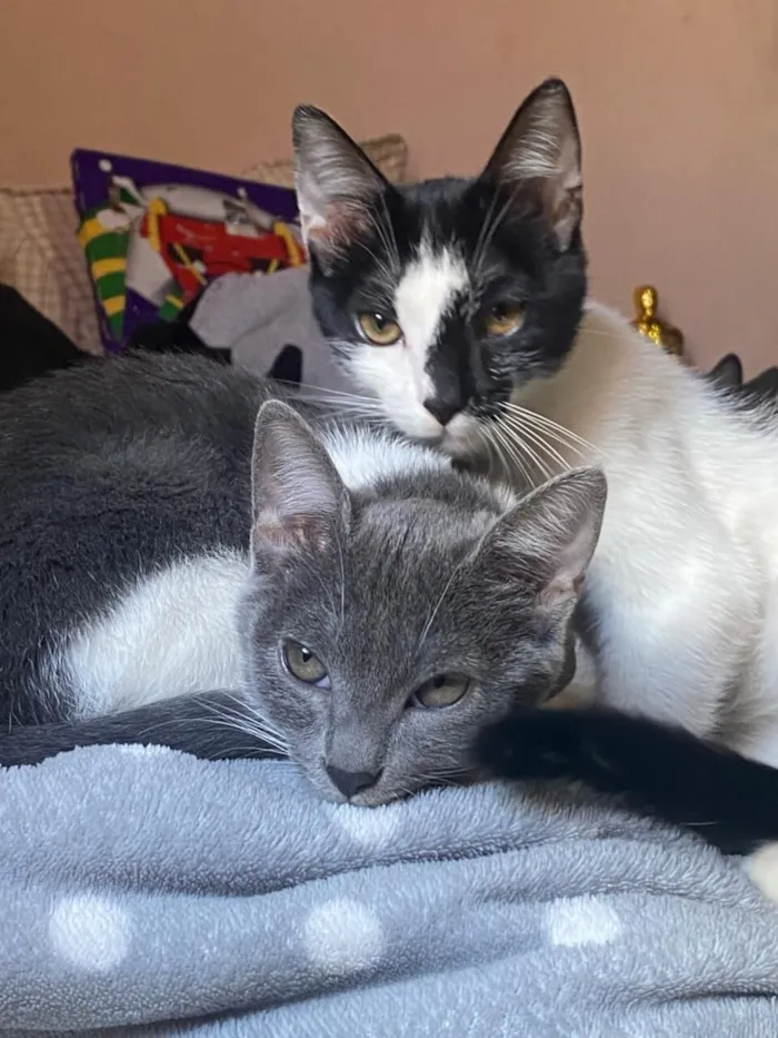 Gato raça SRD-ViraLata idade 2 a 6 meses nome Mullet