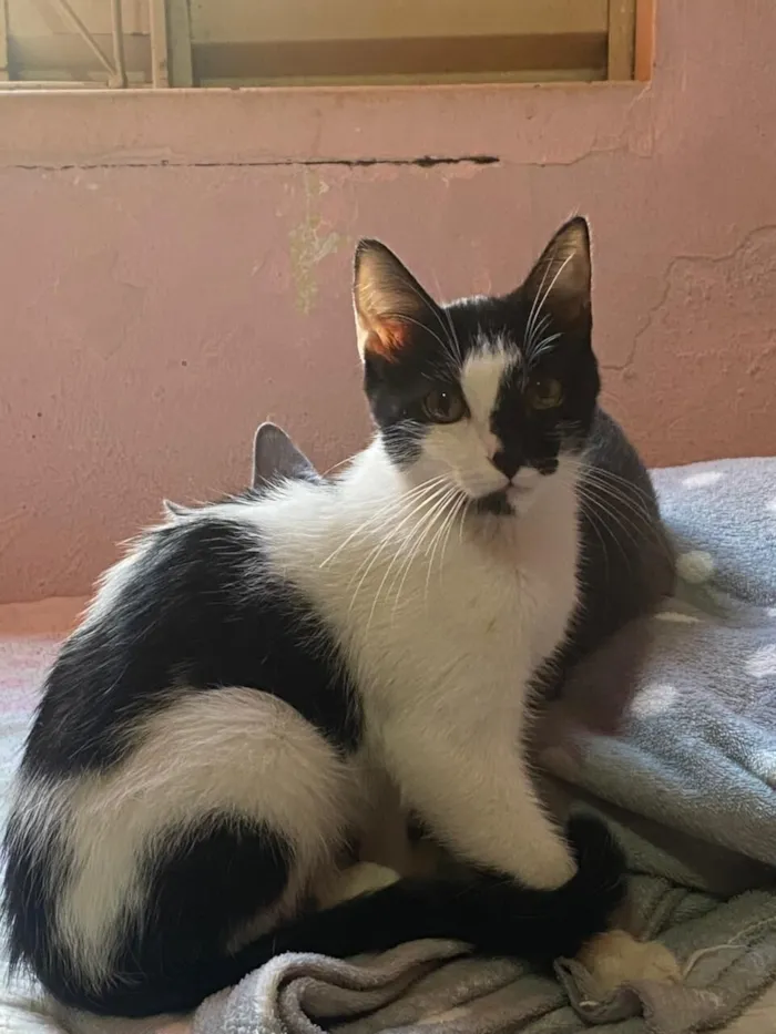 Gato raça SRD-ViraLata idade 2 a 6 meses nome Mullet