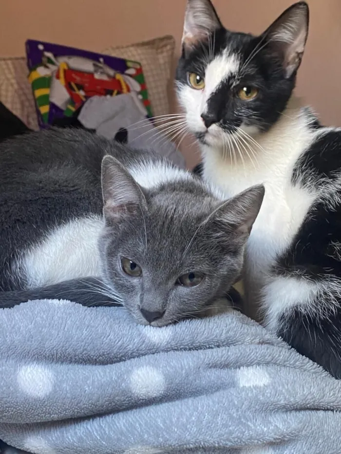 Gato raça SRD-ViraLata idade 2 a 6 meses nome Mullet