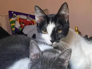 Gato raça SRD-ViraLata idade 2 a 6 meses nome Mullet